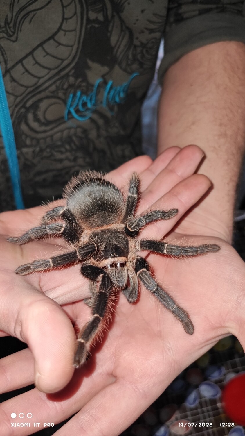 Lasiodora parahybana - Salmon Pink Bird Eater - sling
