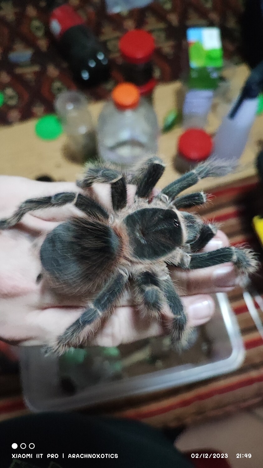 Lasiodora klugi - Scarlet Bird Eater - sling