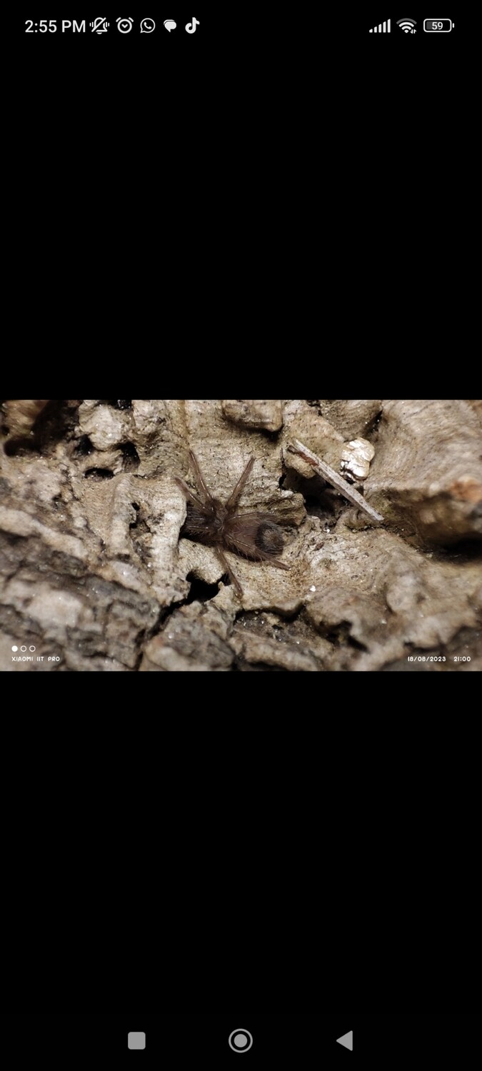 Tliltocatl Albipolosus - Curly Hair Tarantula - 1-2 cm