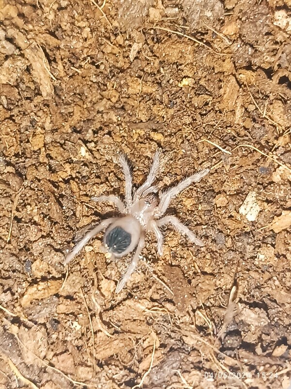 Lasiocyano (formerly Pterinopelma) sazimai slings - Brazilian iridescent blue