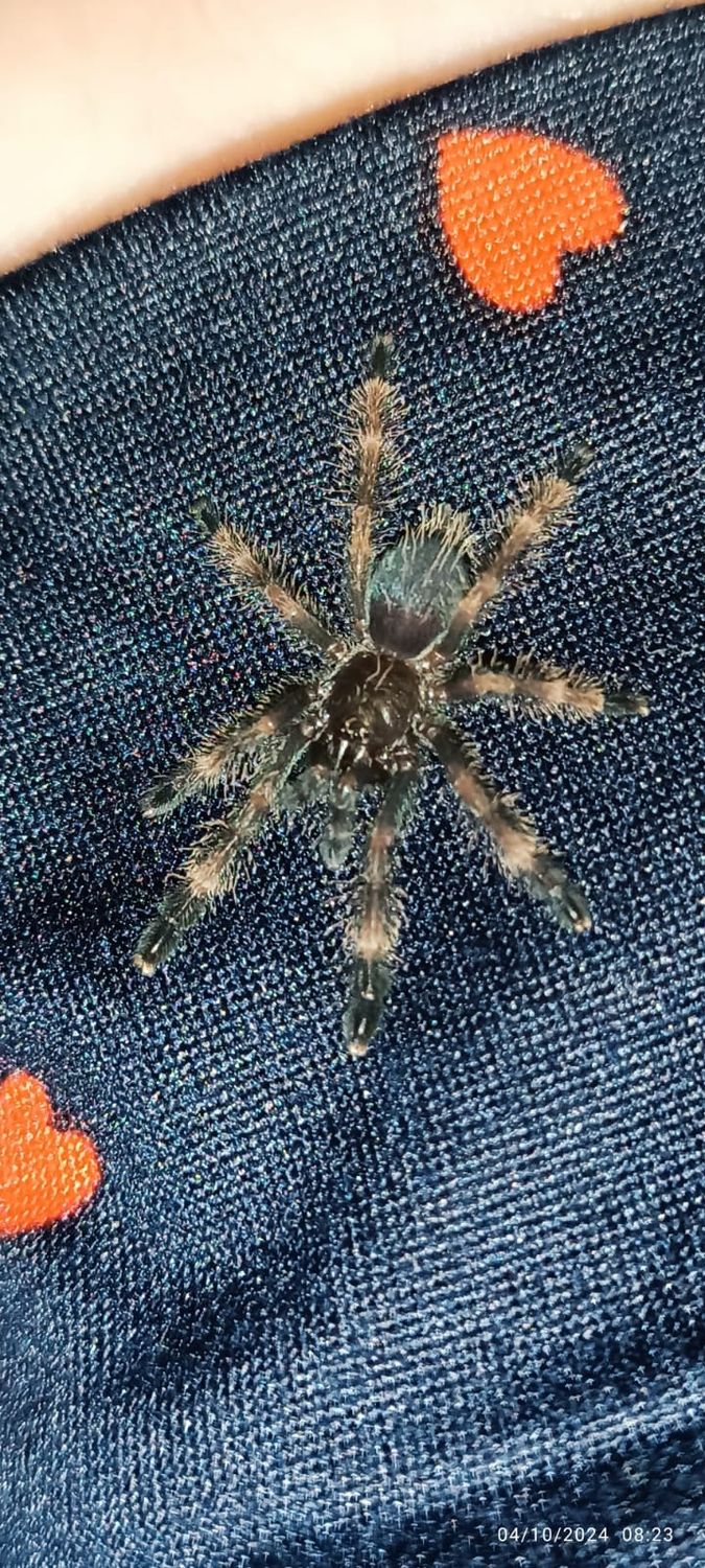 Psalmopeus victorii - Darth Maul Tarantula - Sling