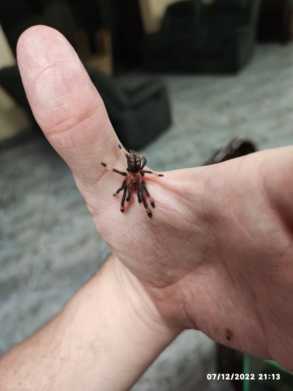 Psalmopeus irminia - Venezuelan Sun Tiger - Sling