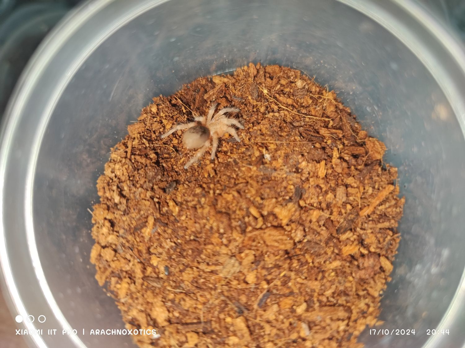 Grammastola rosea - Chilean Rose - Sling
