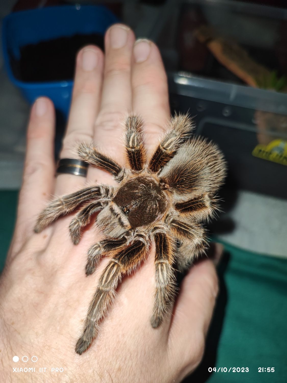 Grammastola rosea - Chilean Rose - Sling
