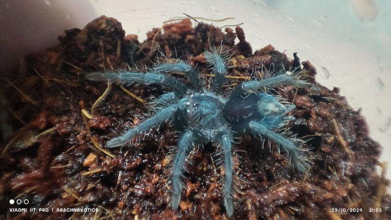Phormictopus cancerides Purple phase - Haitian Brown Purple Phase - sling