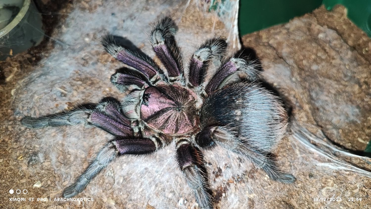 Phormictopus cancerides Purple phase - Haitian Brown Purple Phase - sling