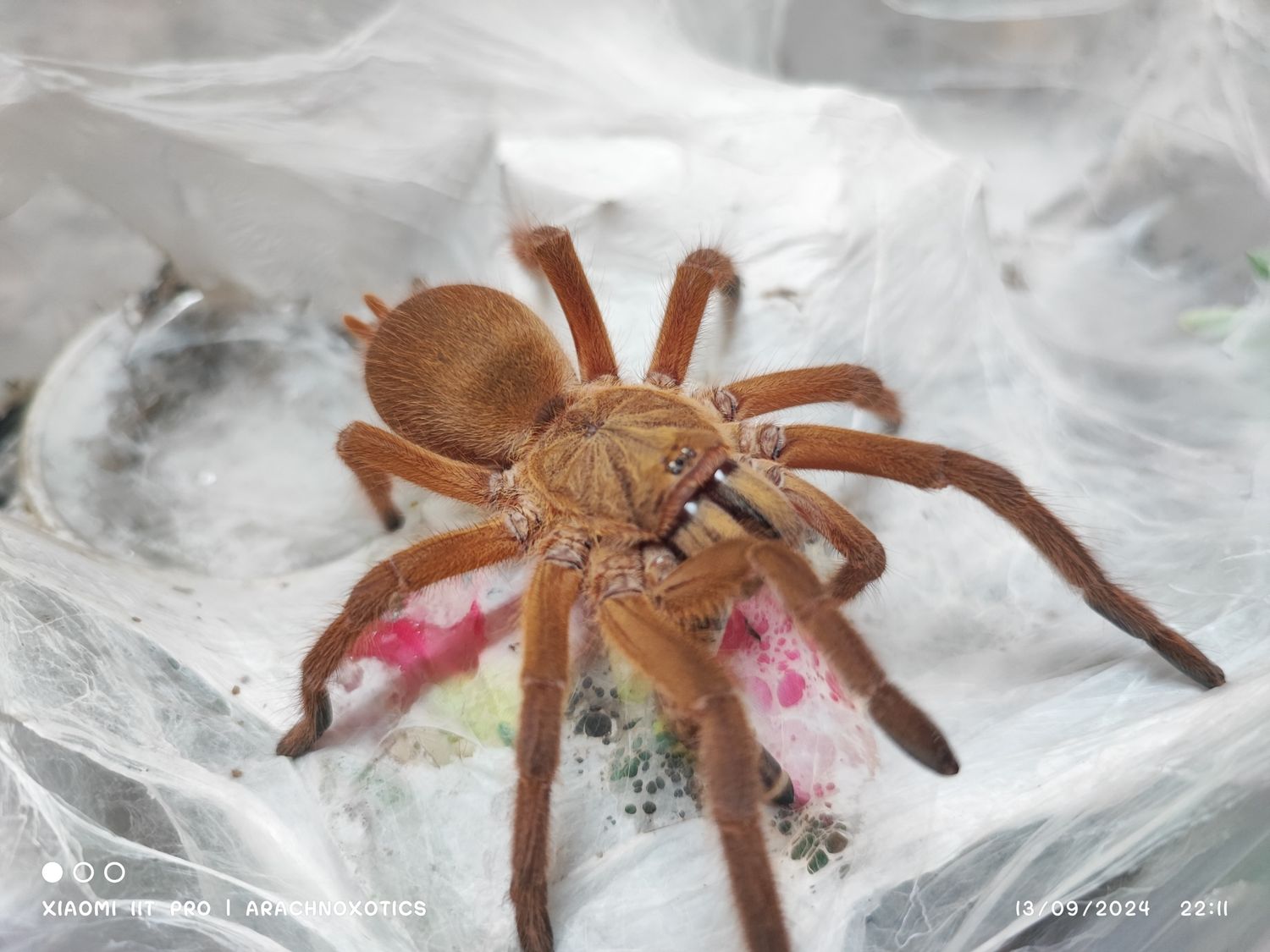 Chilobrachys huahini - Asian Fawn - sling
