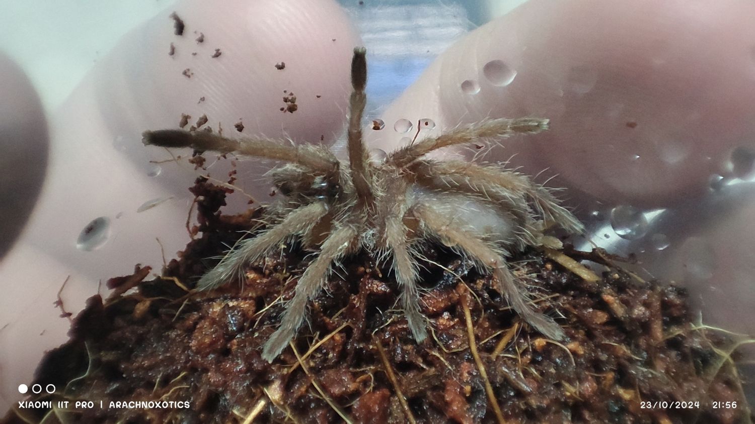 Chilobrachys huahini - Asian Fawn - sling
