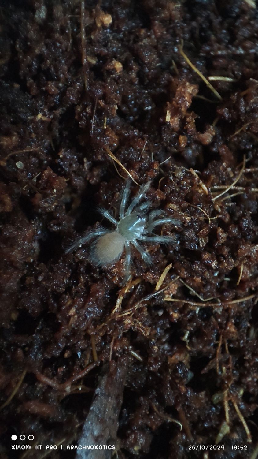 Monocentropus balfouri - Socotra Island Blue Baboon - sling