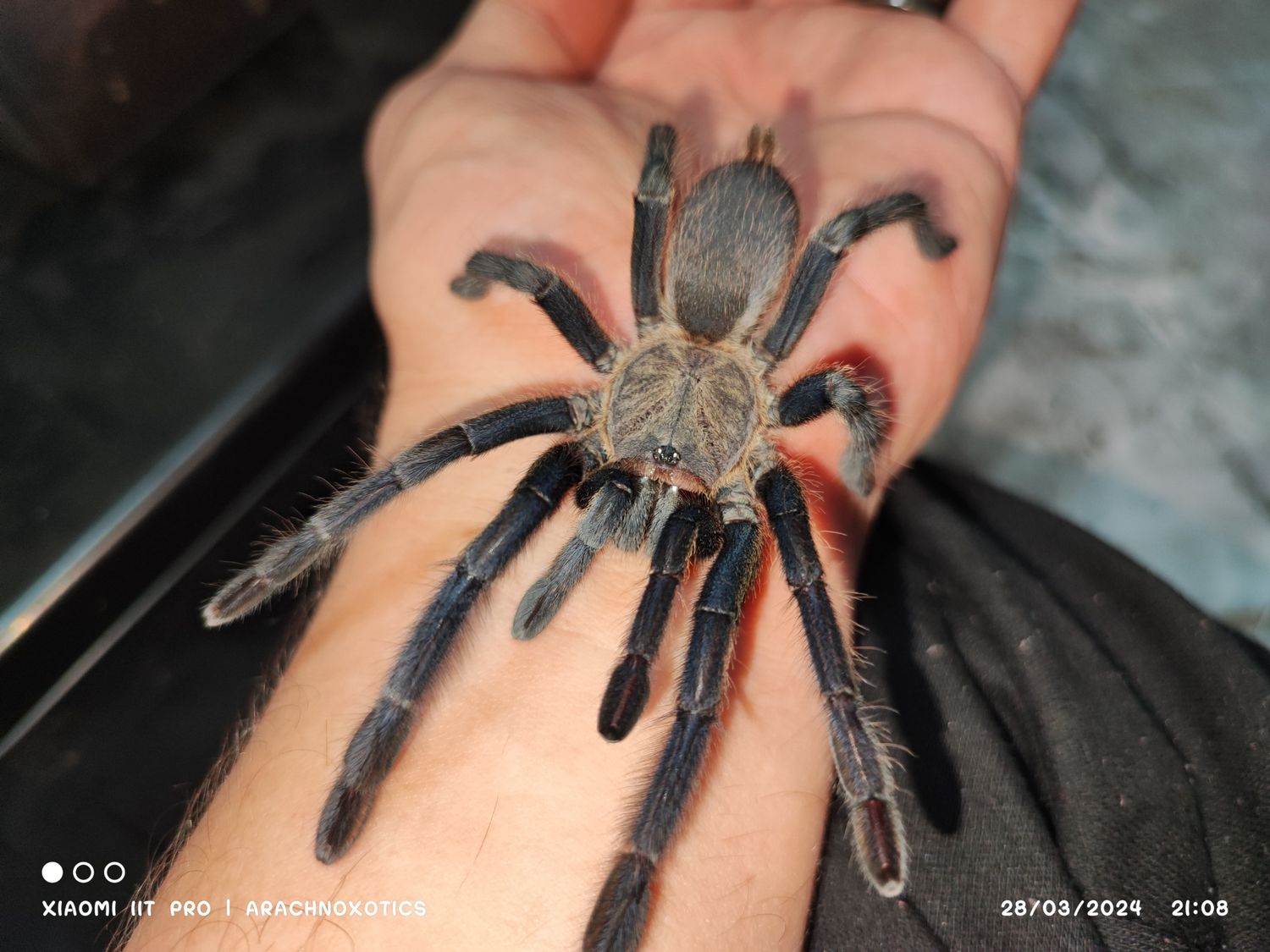 Chilobrachys sp kaeng krachan - Dark Earth Tiger - sling