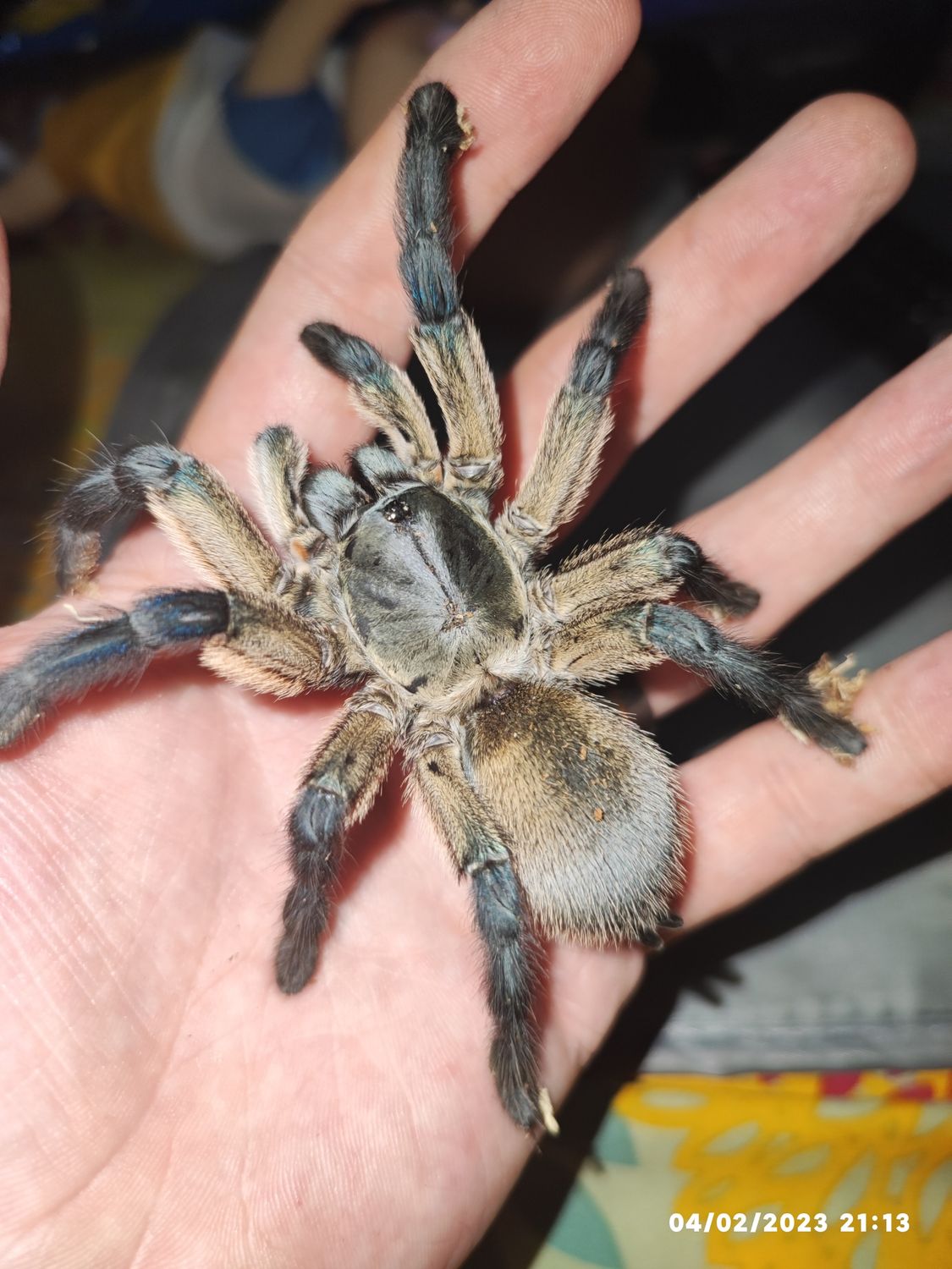Monocentropus balfouri - Socotra Island Blue Baboon - sling