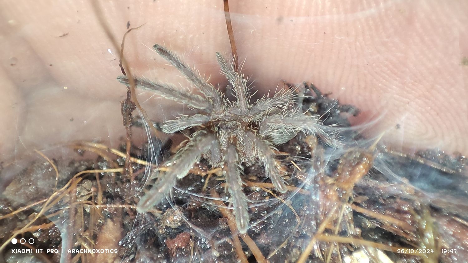 Chilobrachys sp kaeng krachan - Dark Earth Tiger - sling