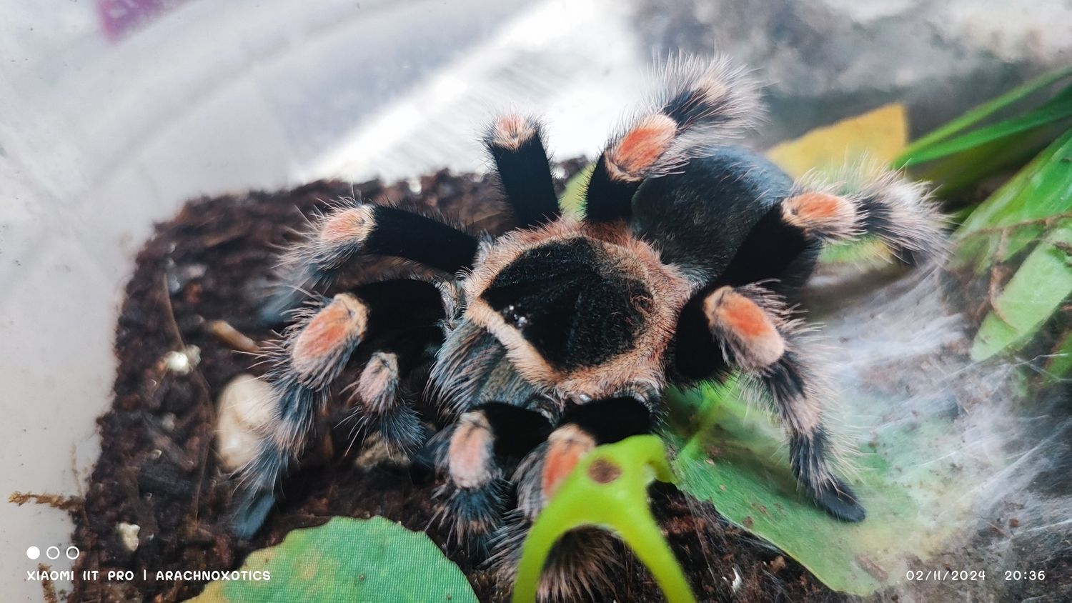 Brachypelma hamorii - Mexican Red Knee - Sling