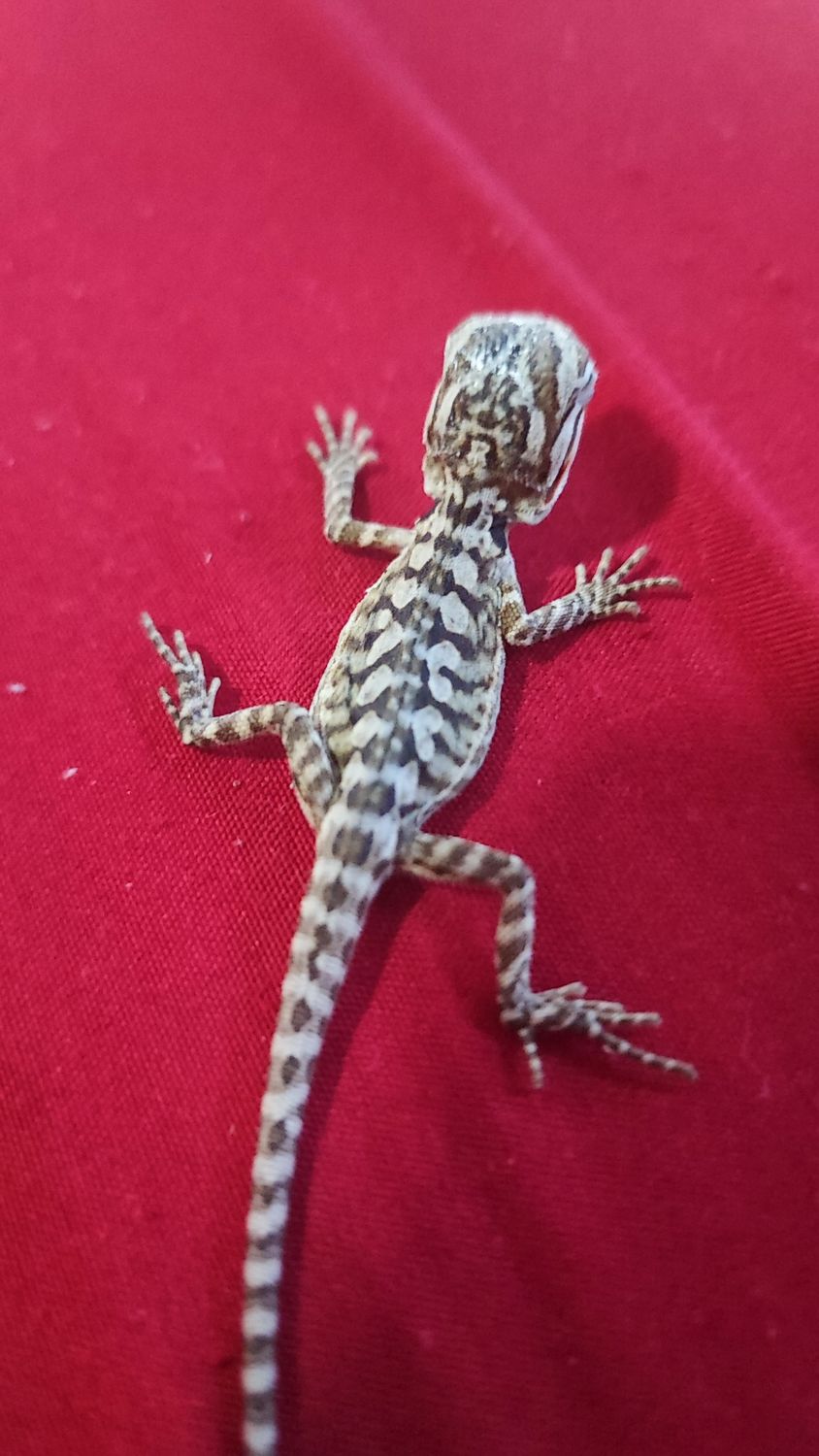 Pogona vitticeps - Bearded Dragon - Leatherback