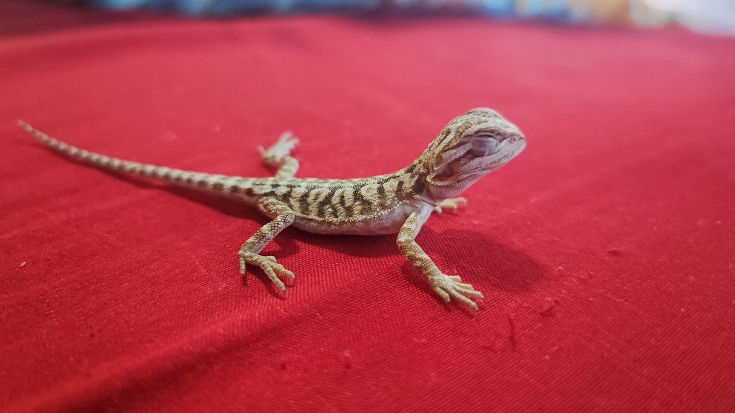 Pogona vitticeps - Bearded Dragon Hatchling - Normal