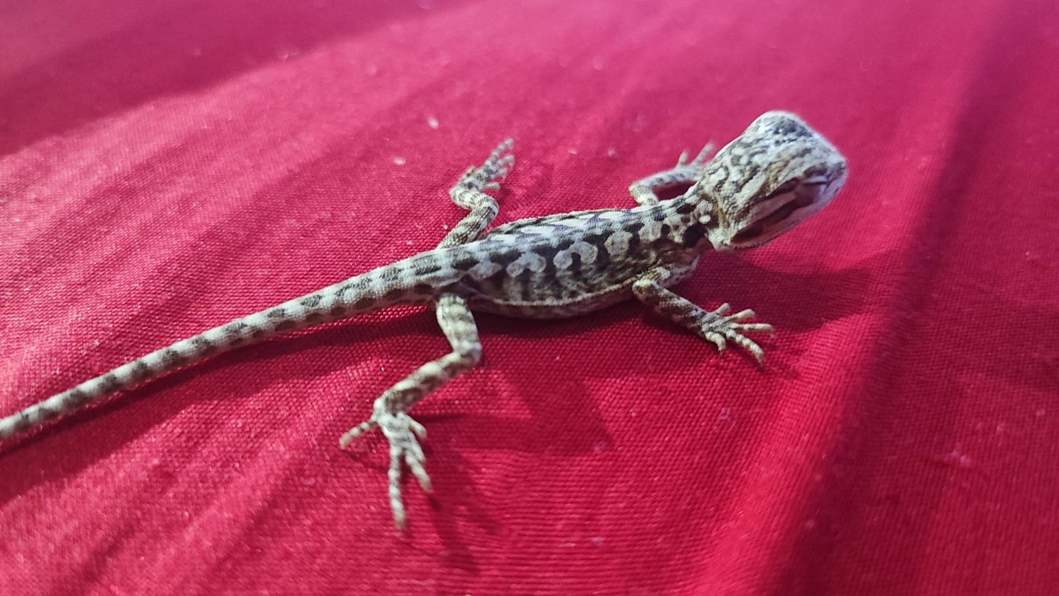 Pogona vitticeps - Bearded Dragon - Leatherback