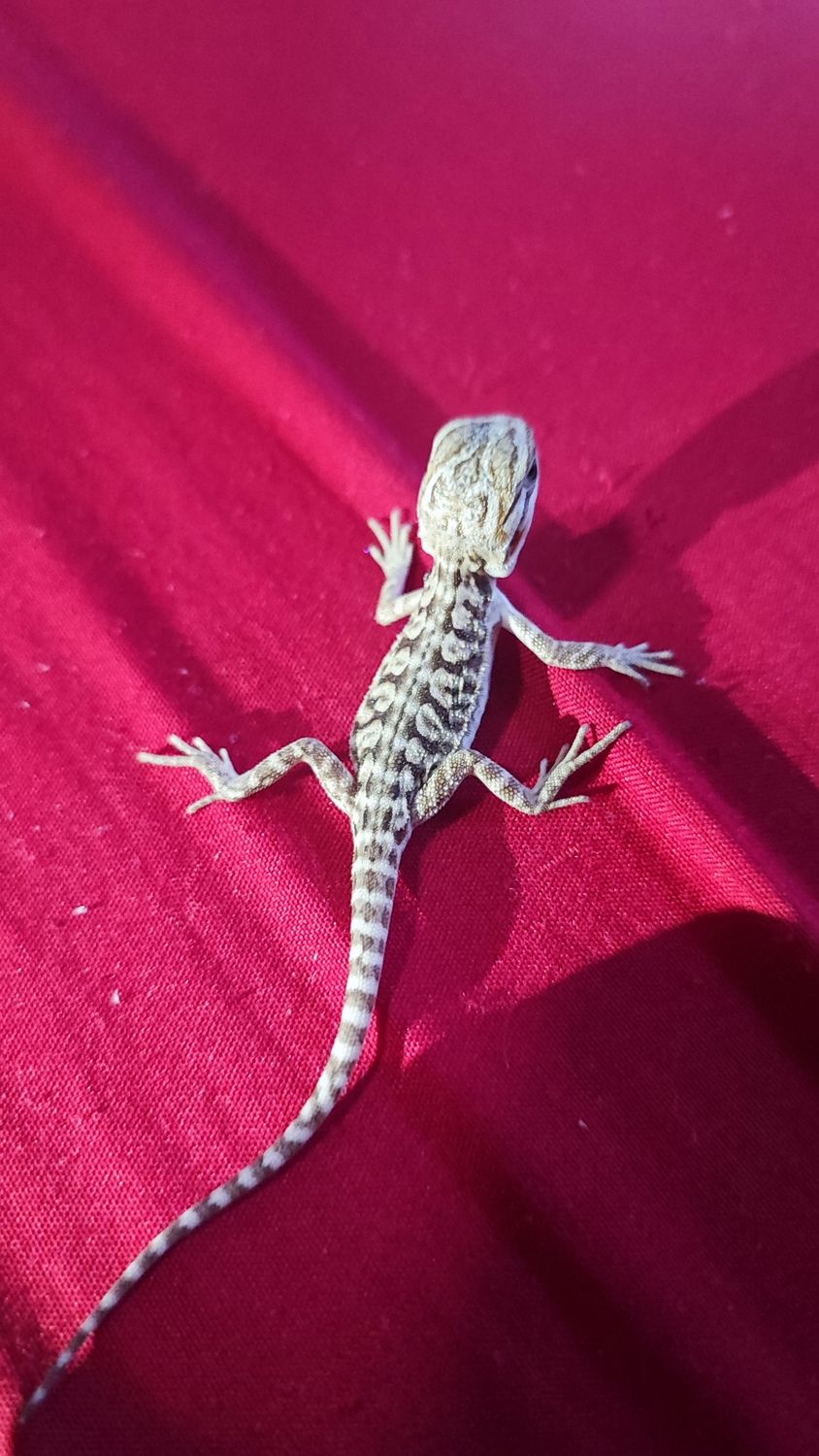 Pogona vitticeps - Bearded Dragon Hatchling - Normal