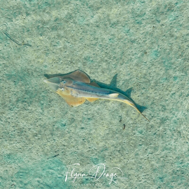 HERALD BIGHT 2