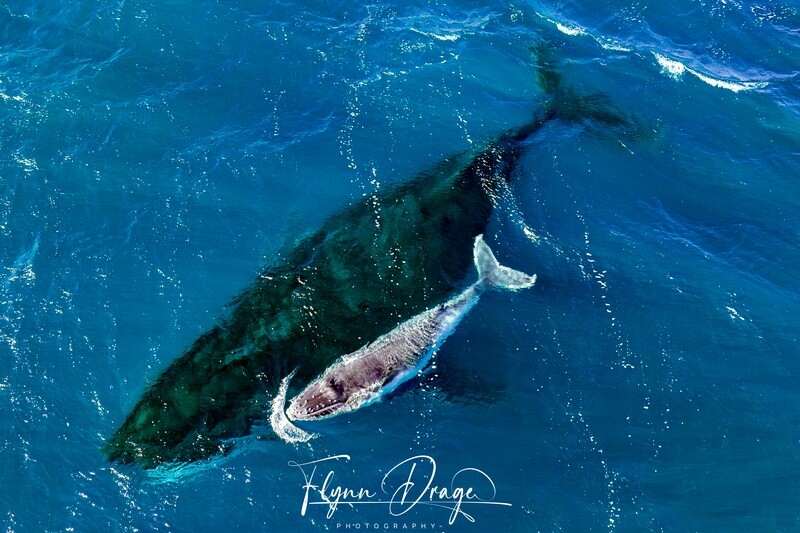 CAPE CUVIER 6