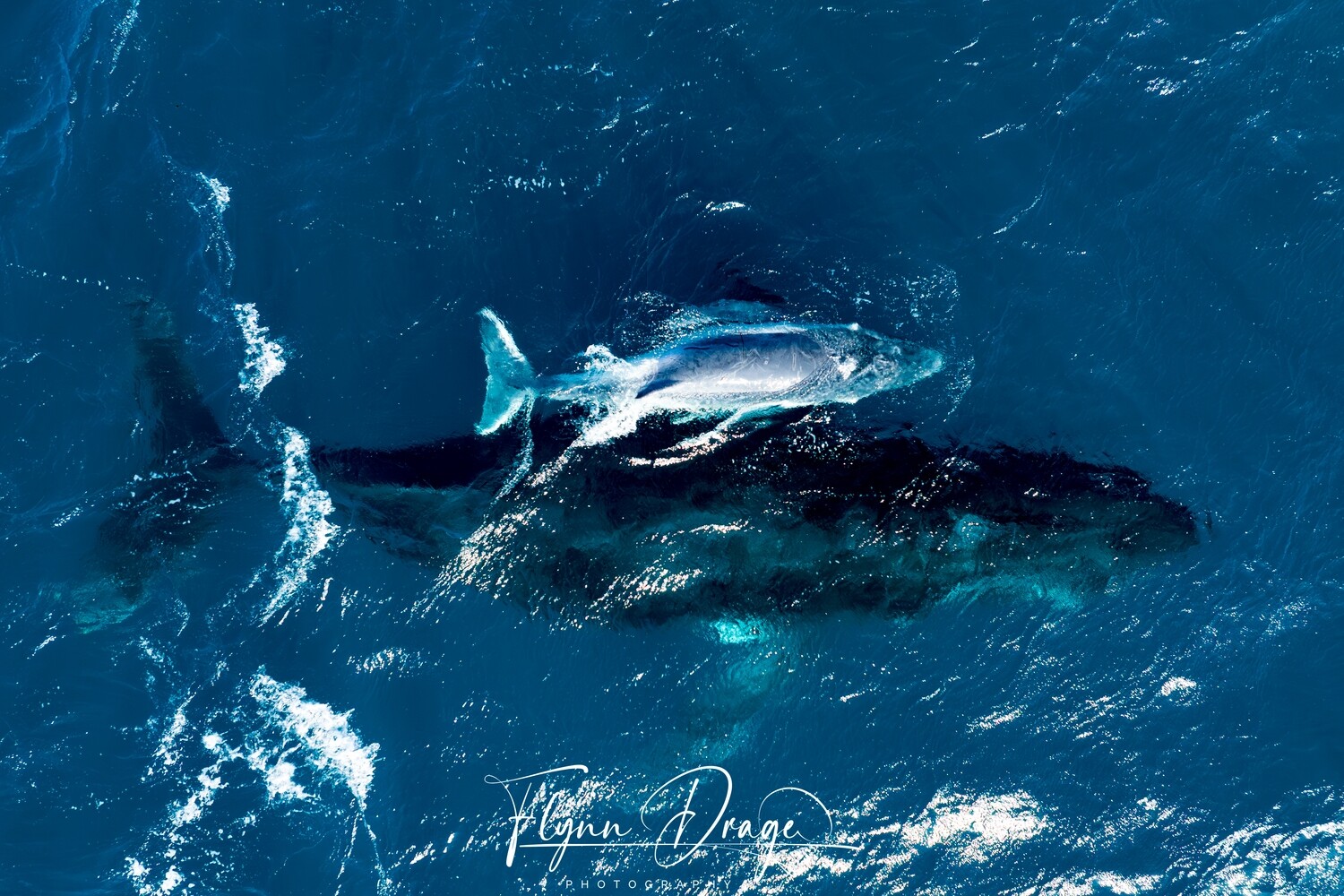 CAPE CUVIER 5