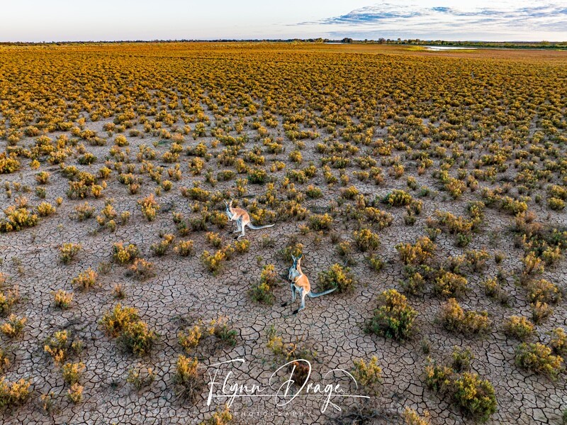 WOOLEEN 14