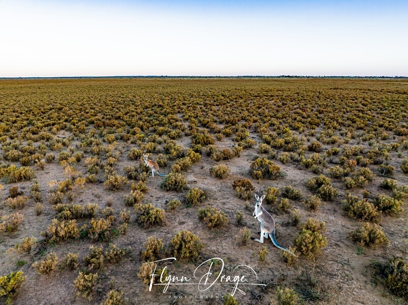 WOOLEEN 16