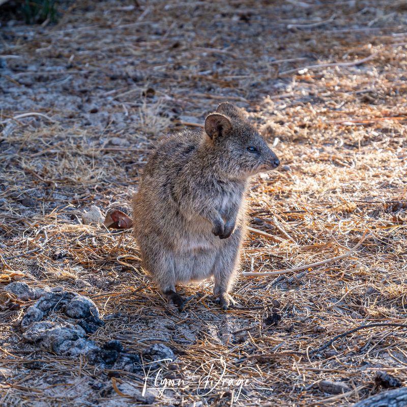 ROTTNEST ISLAND 6