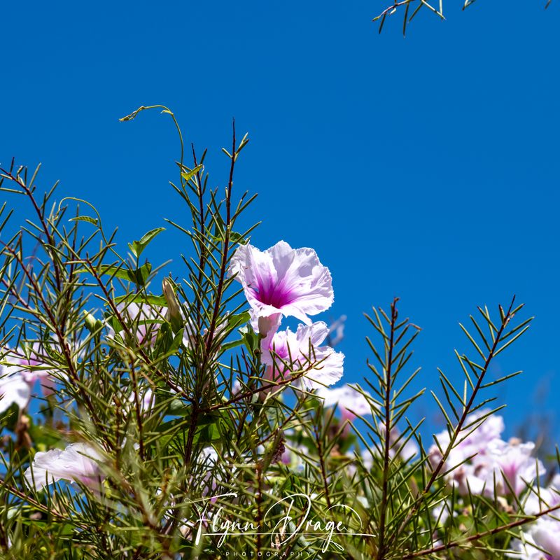 EJAH RESEARCH STATION 17