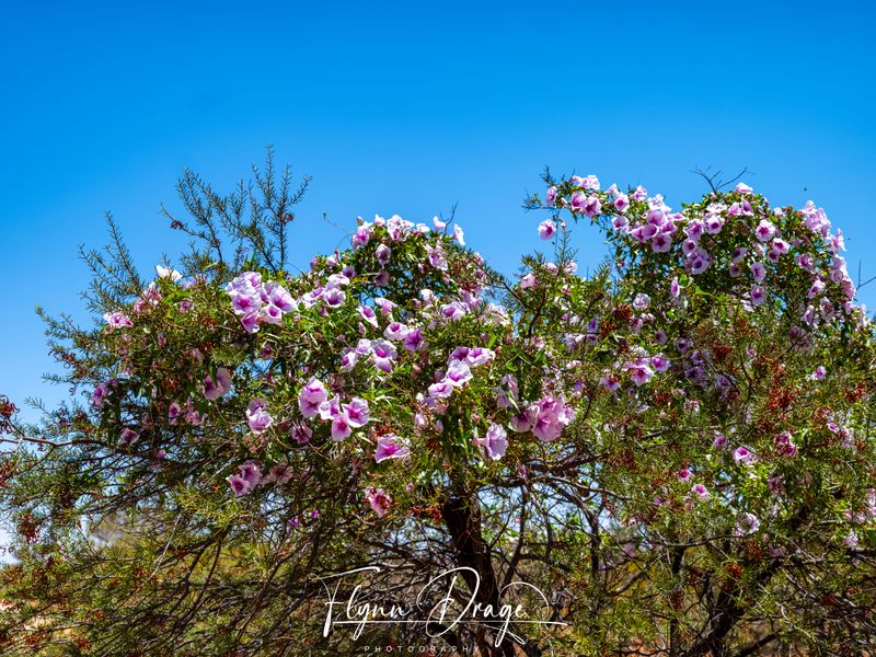 EJAH RESEARCH STATION 18