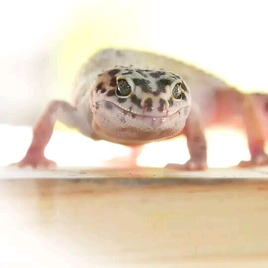 Gorgo Geckos