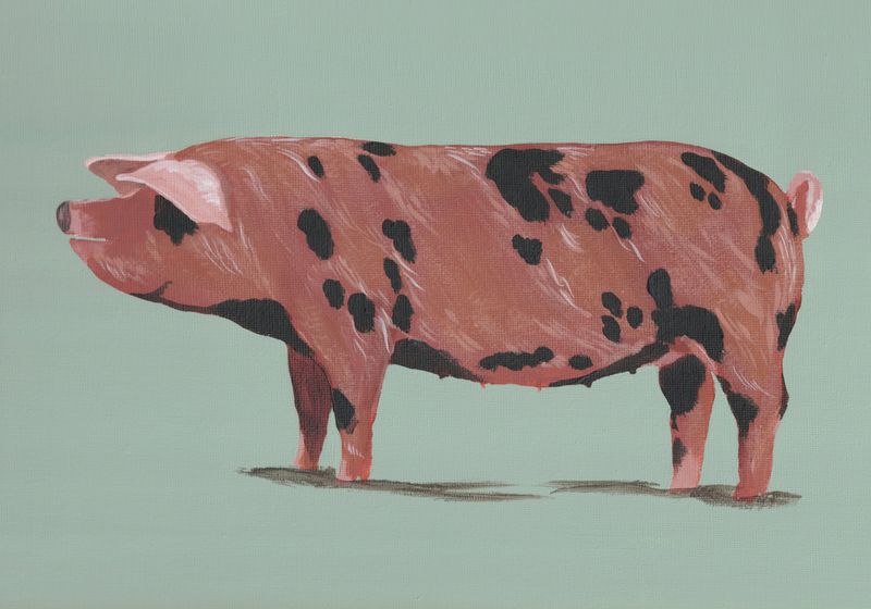 Pig Oxford Sandy & Black on Green