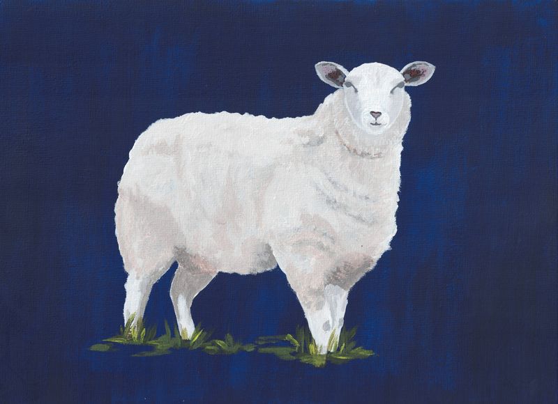 Texel Sheep on Navy