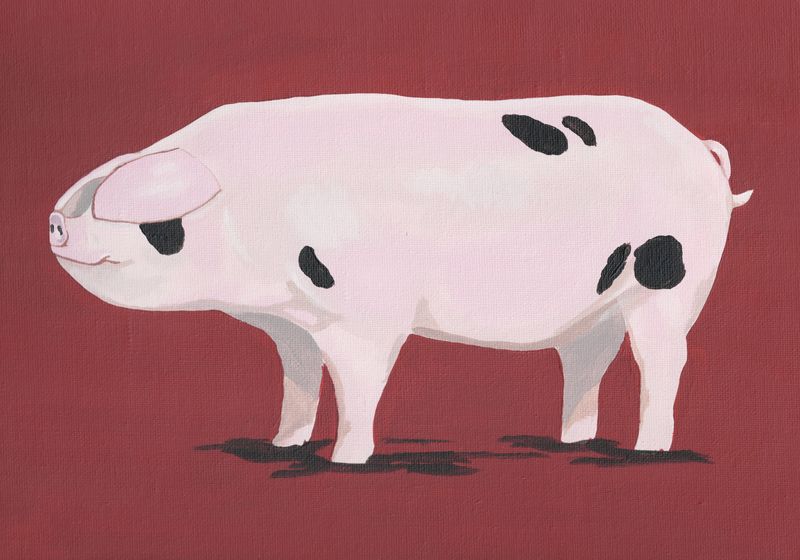 Pig Gloucester Old Spot on Red