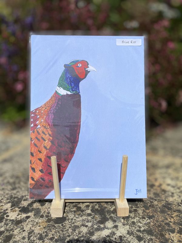 A4 Print - Pheasant
