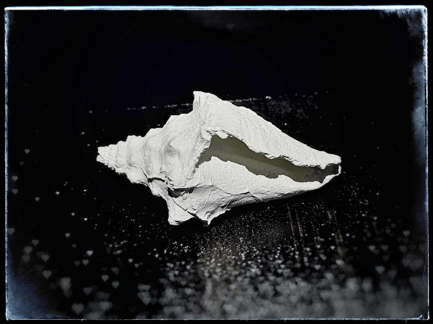 Sea Gastropod - Medium