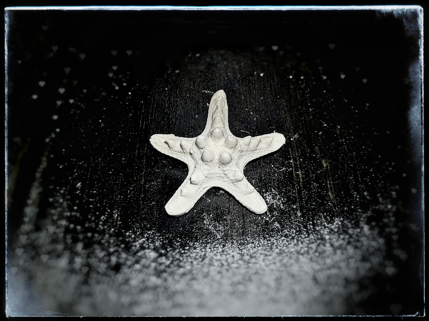 Sea Star - Medium