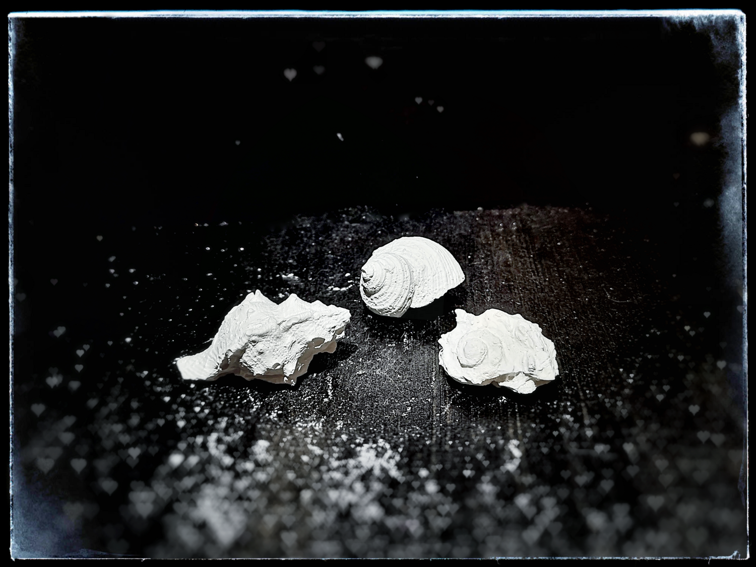 3 Sea Shells - Small