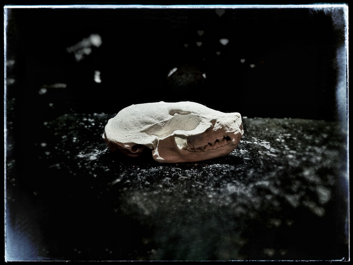 Marten Skull - Medium