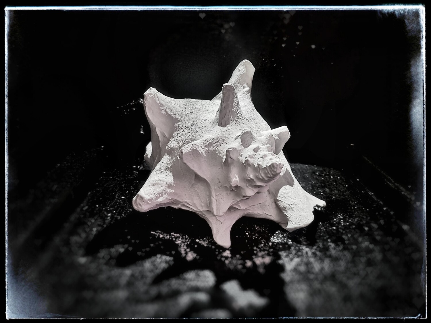 Sea Gastropod - Large