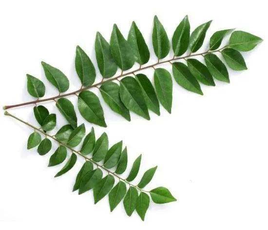Curry Leaves Pouch