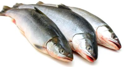 Frozen Fish