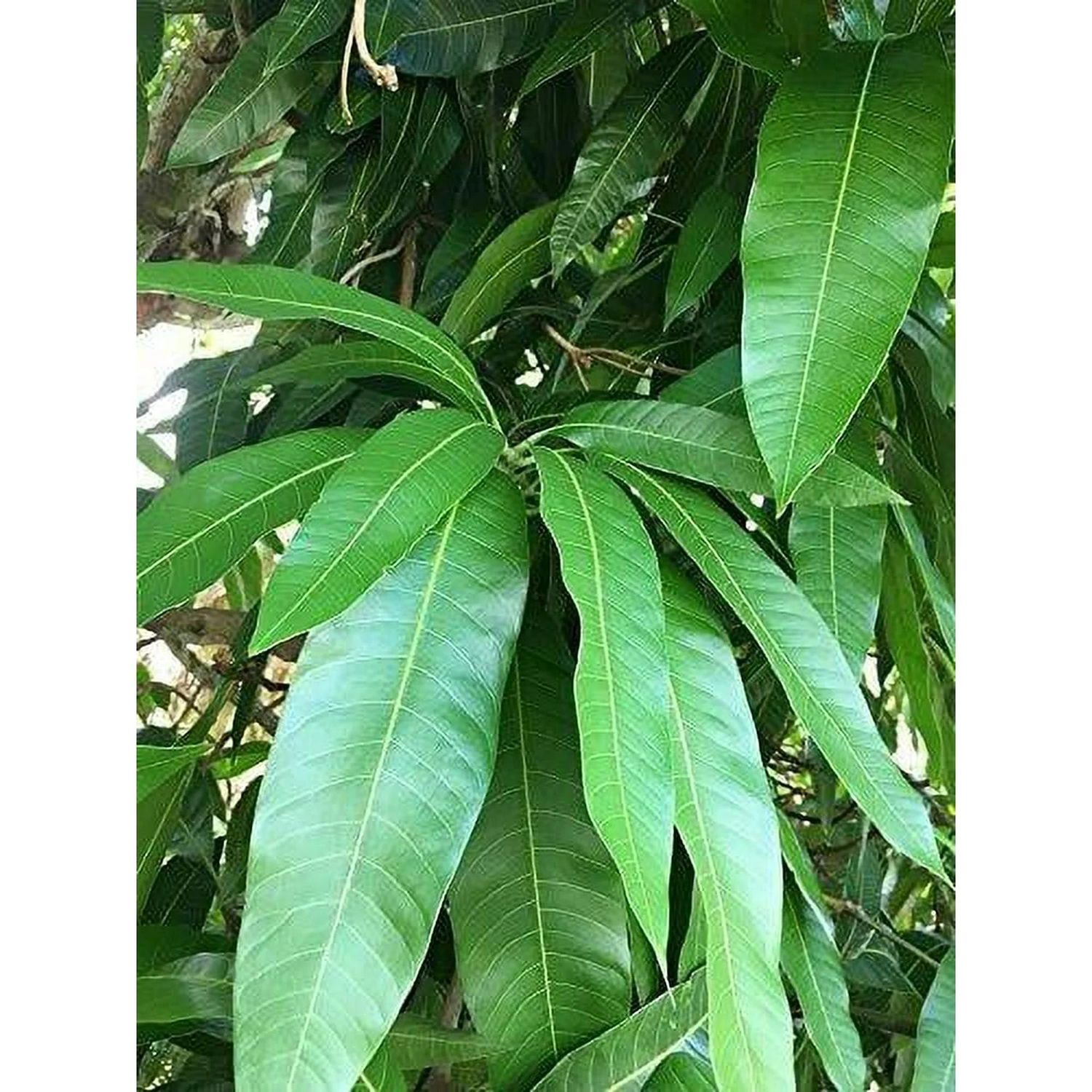 Mango Leaves (10 leaves)