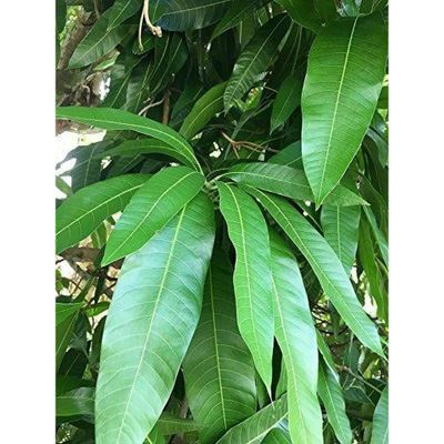 Mango Leaves (10 leaves)