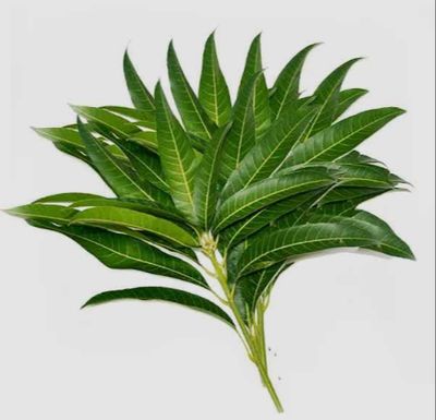 Mango Leaves (10 leaves)