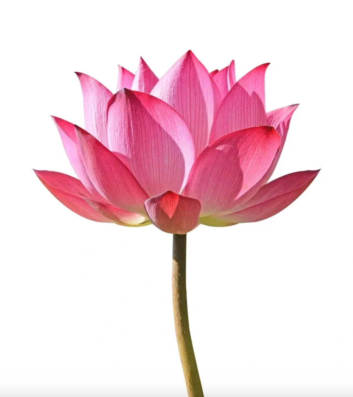 Lotus Flower Each
