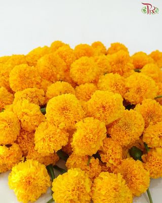 Yellow Marigold (Loose)