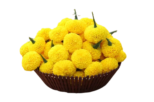 Yellow Marigold (Loose)