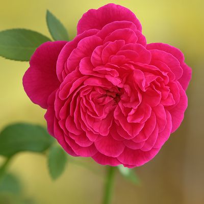 Paneer roses (Loose)