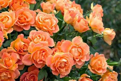 Orange button roses (Loose)