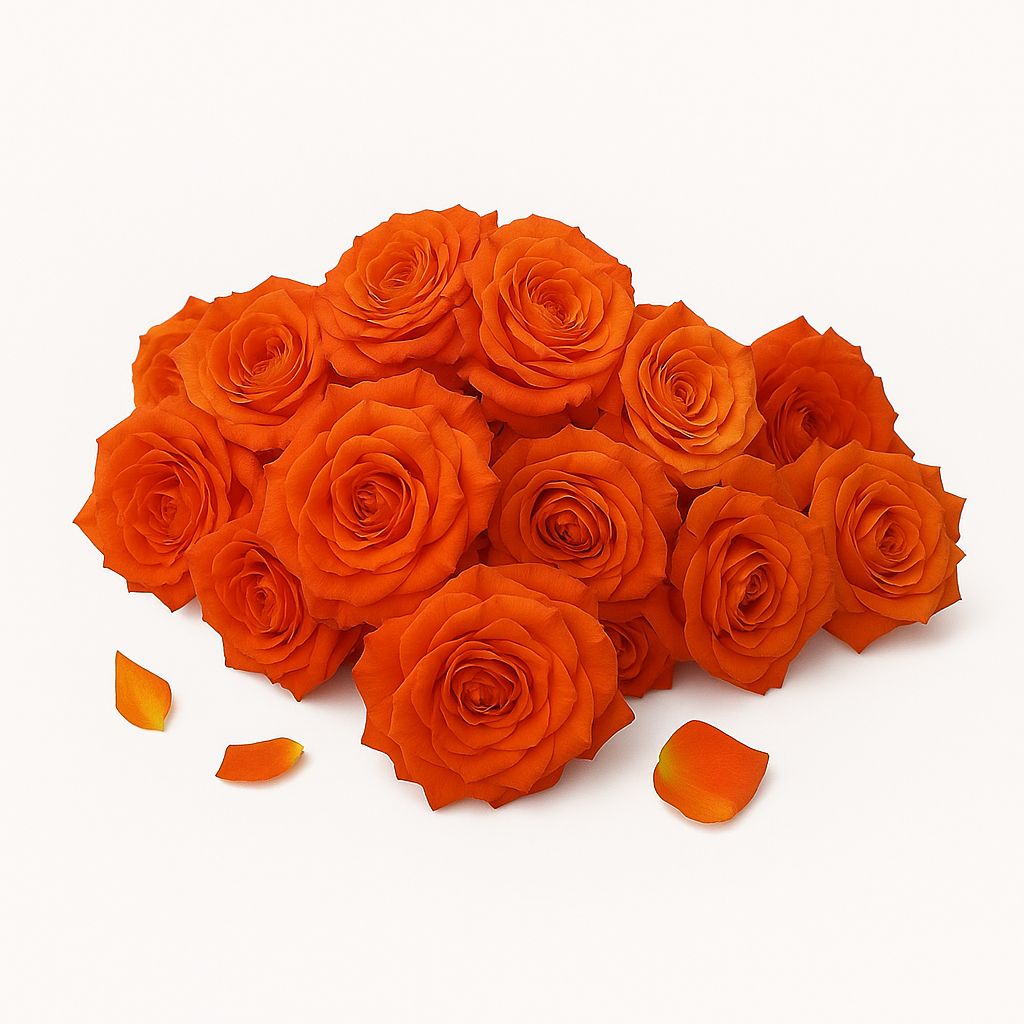 Orange button roses (Loose)